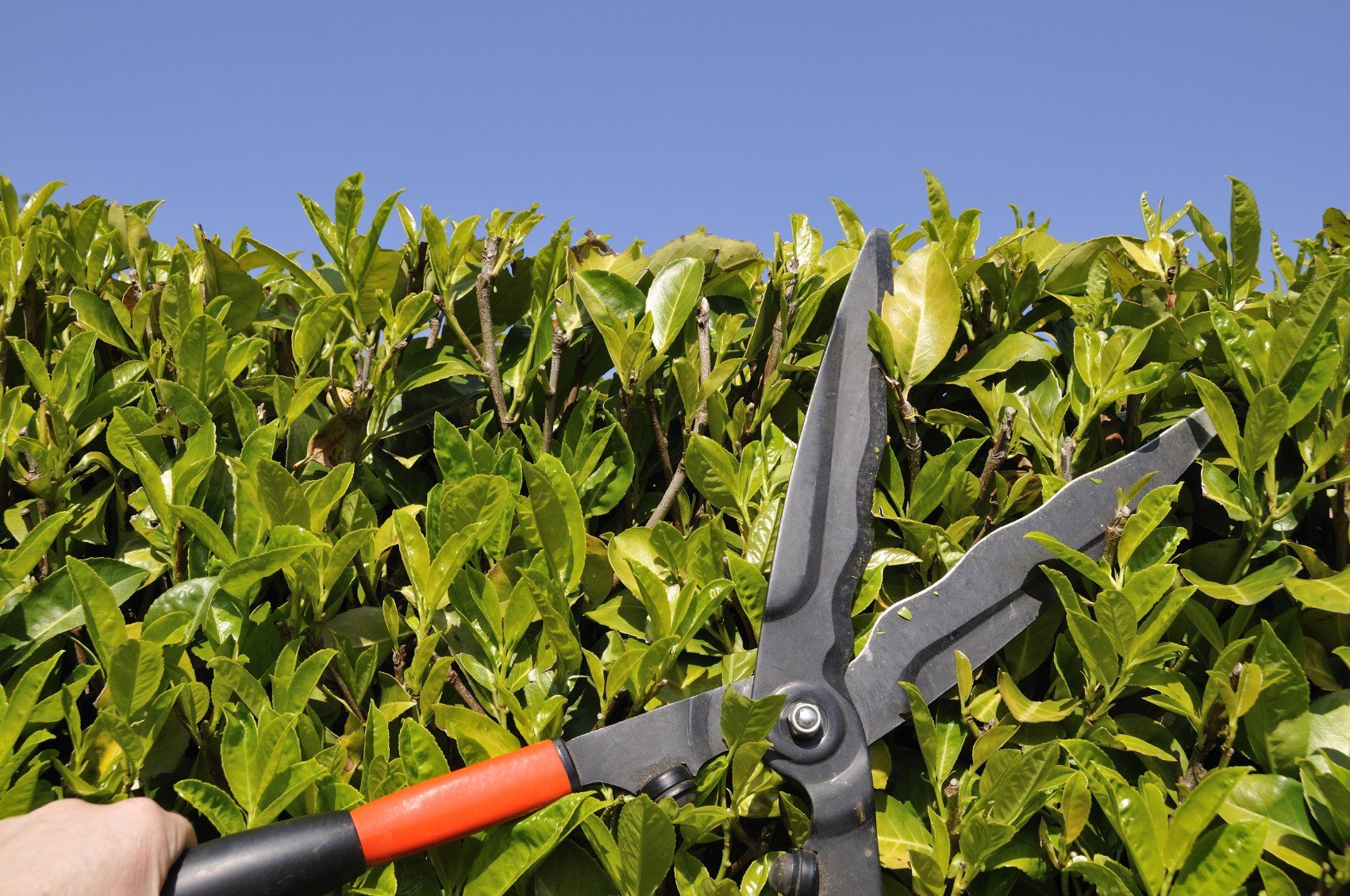 Gartenpflege